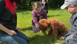 canis deti